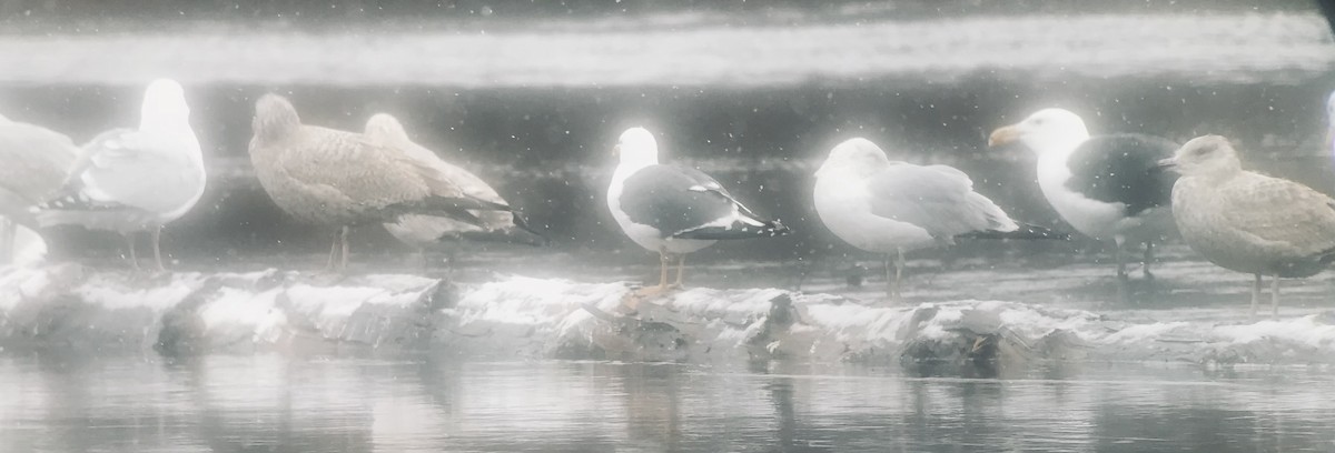 Lesser Black-backed Gull - ML321866921