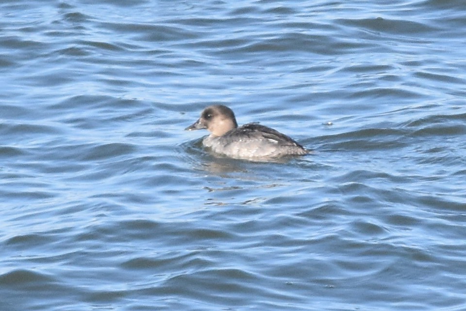 Bufflehead x Common Goldeneye (hybrid) - Caleb Strand