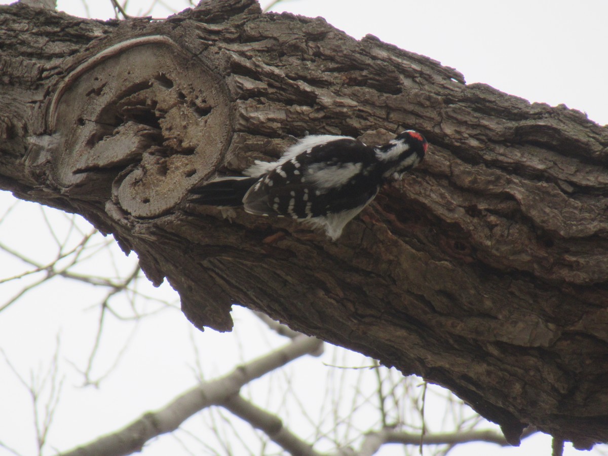Hairy Woodpecker - ML321870891