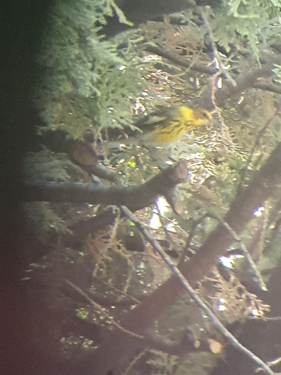 Cape May Warbler - ML321872411