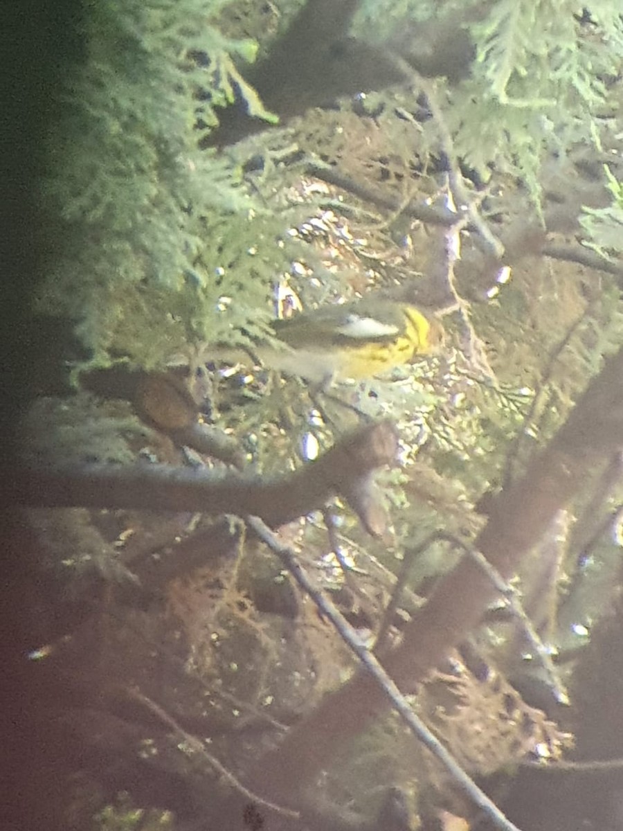 Cape May Warbler - ML321872421