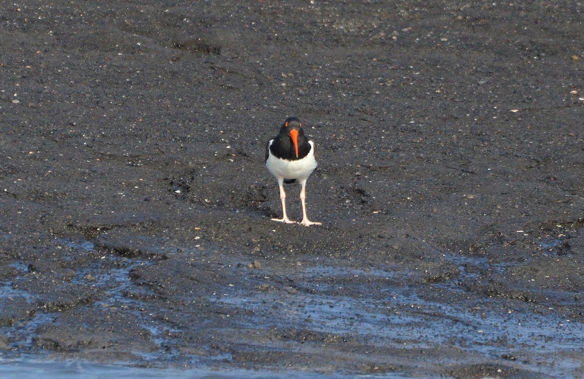 American Oystercatcher - ML321875311