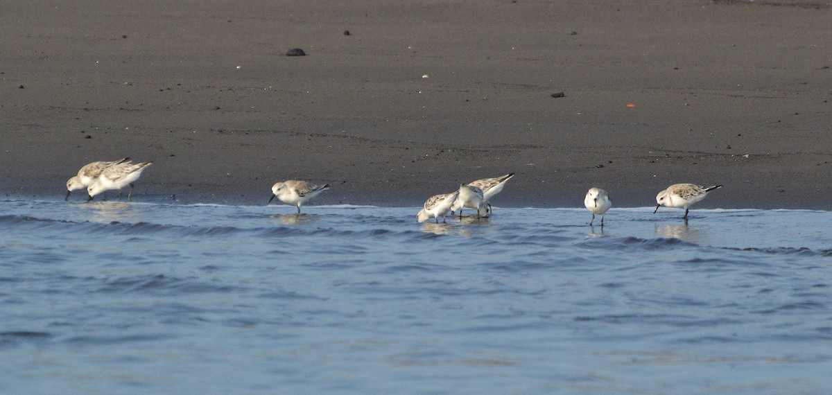 Sanderling - ML321875411