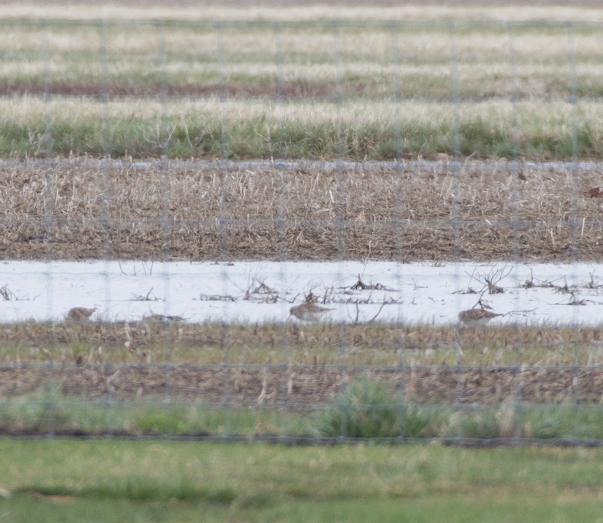 Pectoral Sandpiper - ML321875631