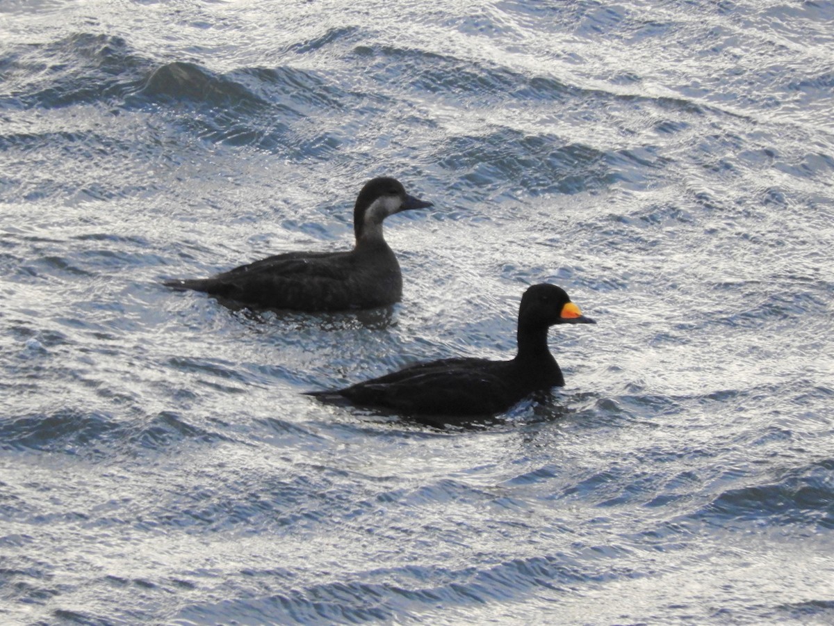 Black Scoter - ML321877371