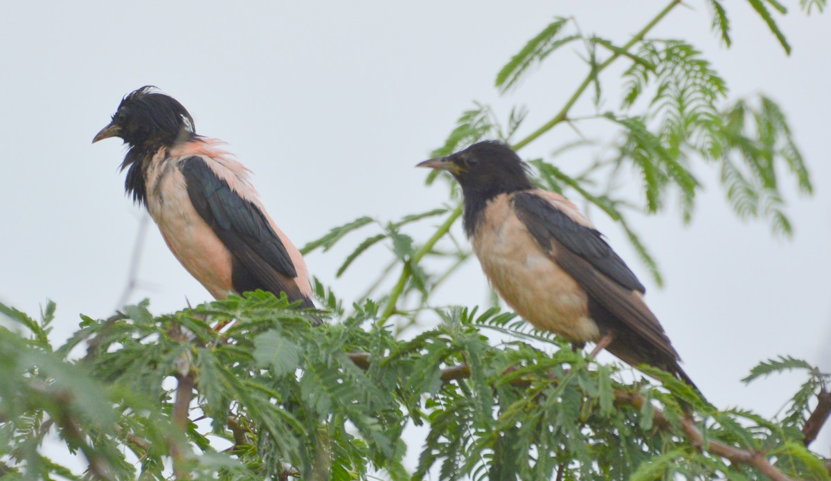 Rosy Starling - ML32187831