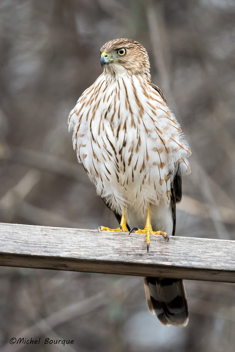 Cooper's Hawk - ML321878361