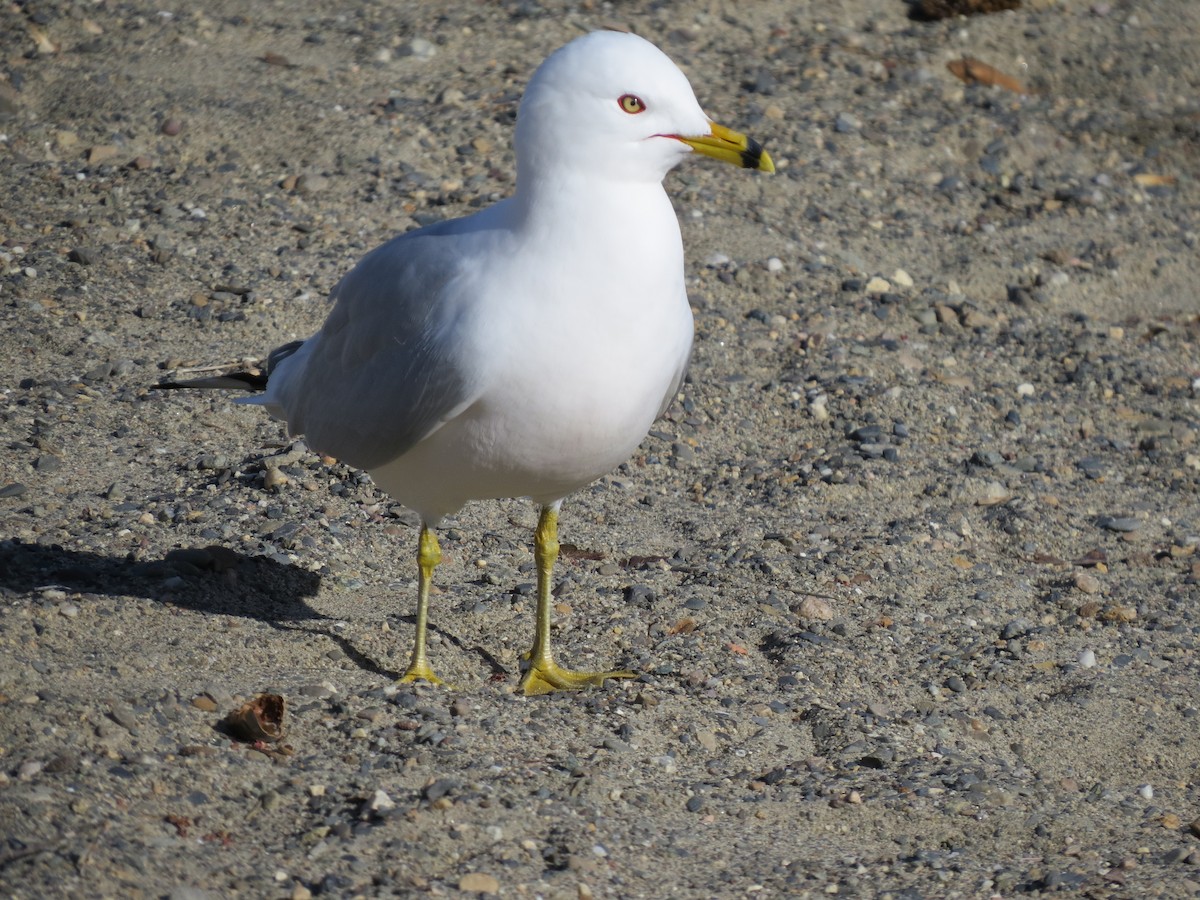 Ring-billed Gull - ML321878401