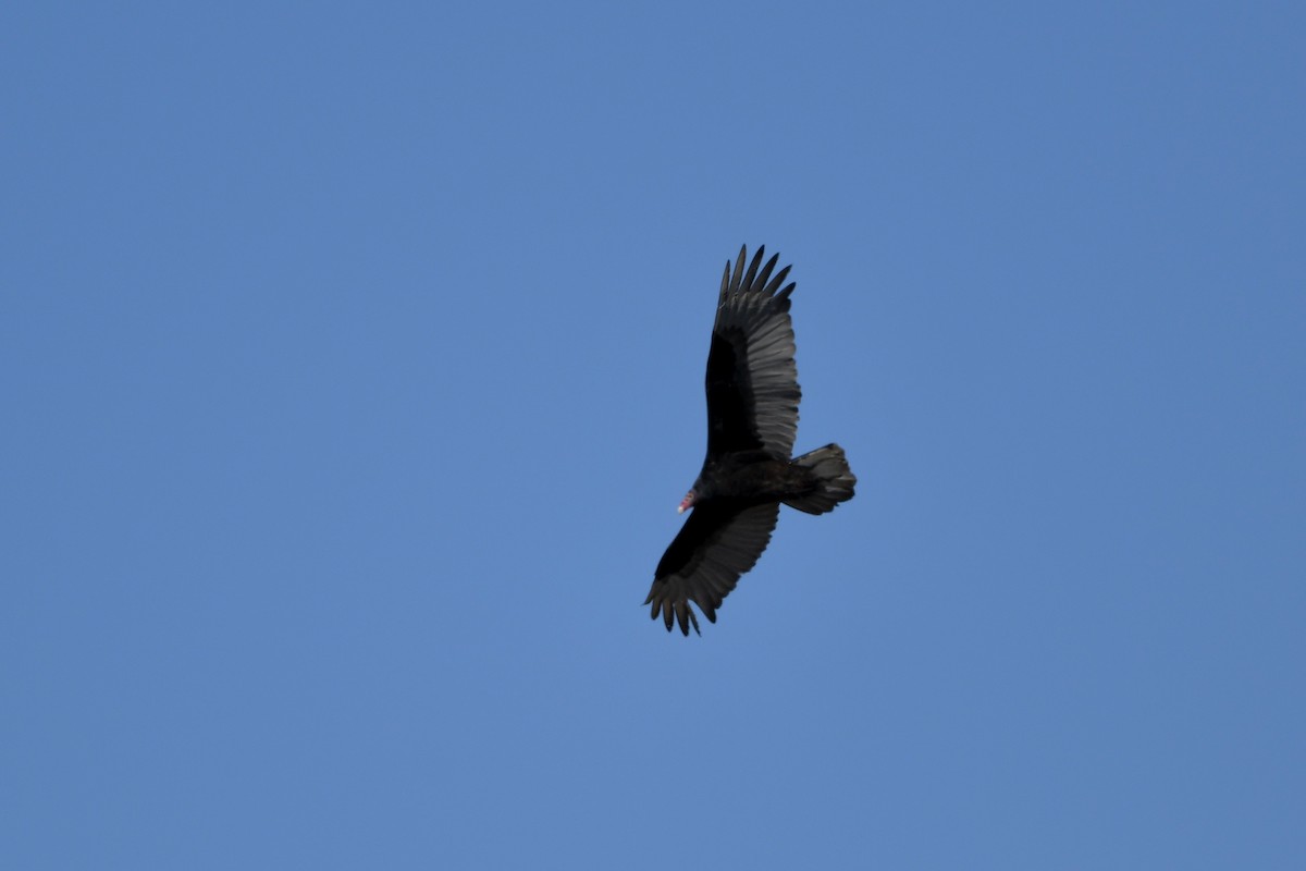 Turkey Vulture - ML321880071