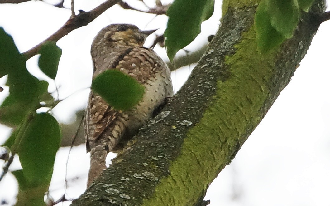 Eurasian Wryneck - ML321880621