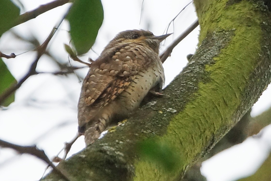 Eurasian Wryneck - ML321880631