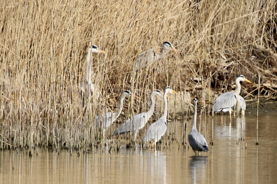 Gray Heron - ML321882831