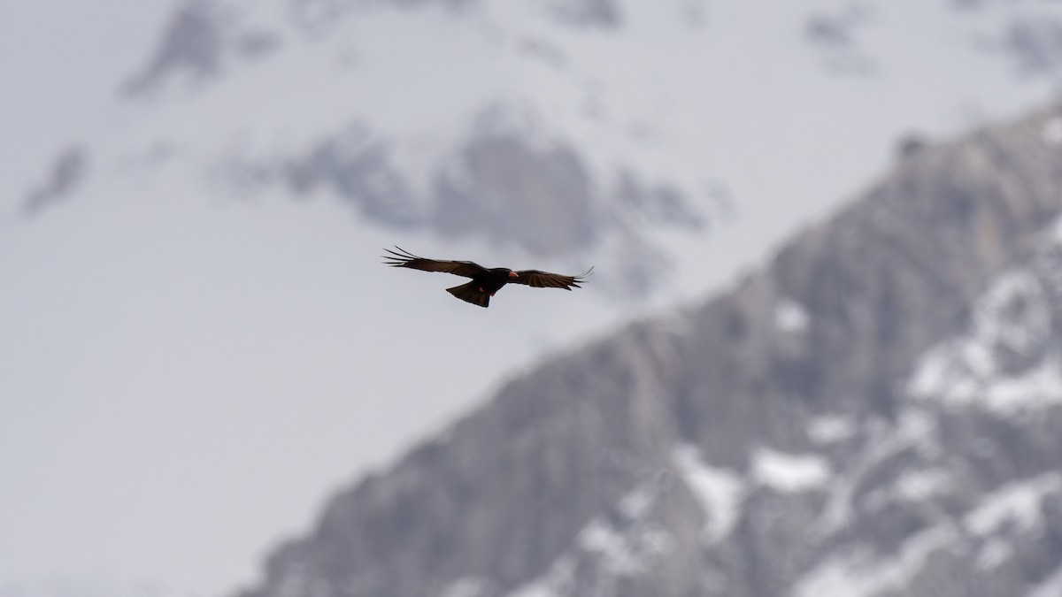 Red-billed Chough - ML321883291