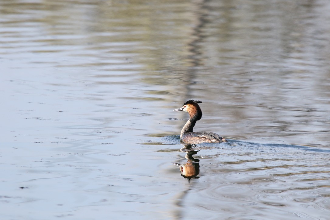 Great Crested Grebe - ML321883661