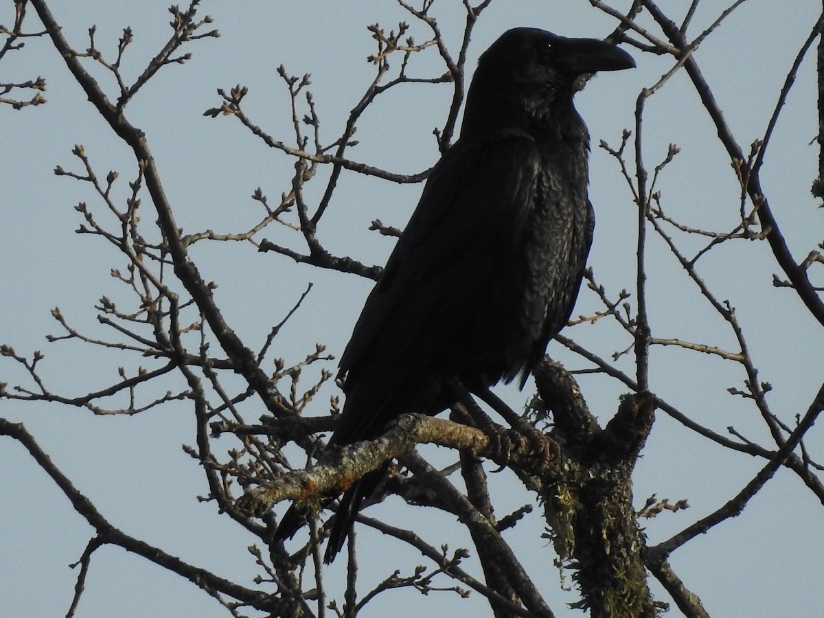 Common Raven - ML321883951