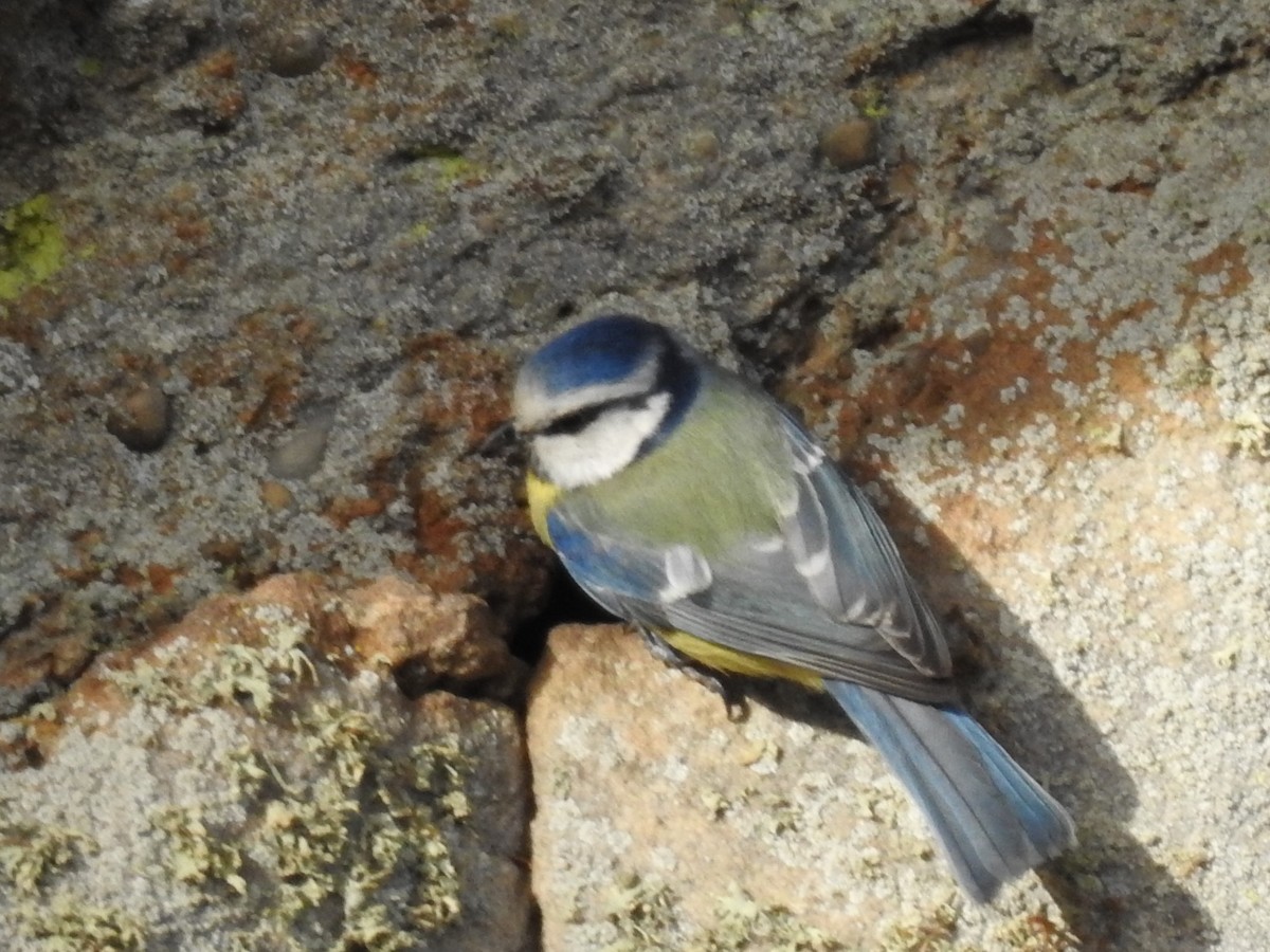 Eurasian Blue Tit - ML321884111