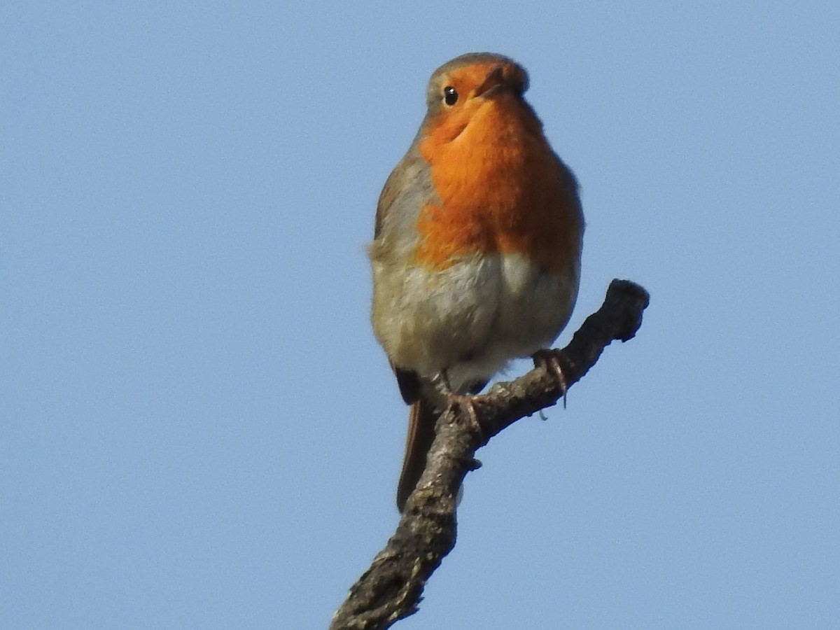 European Robin - ML321884571