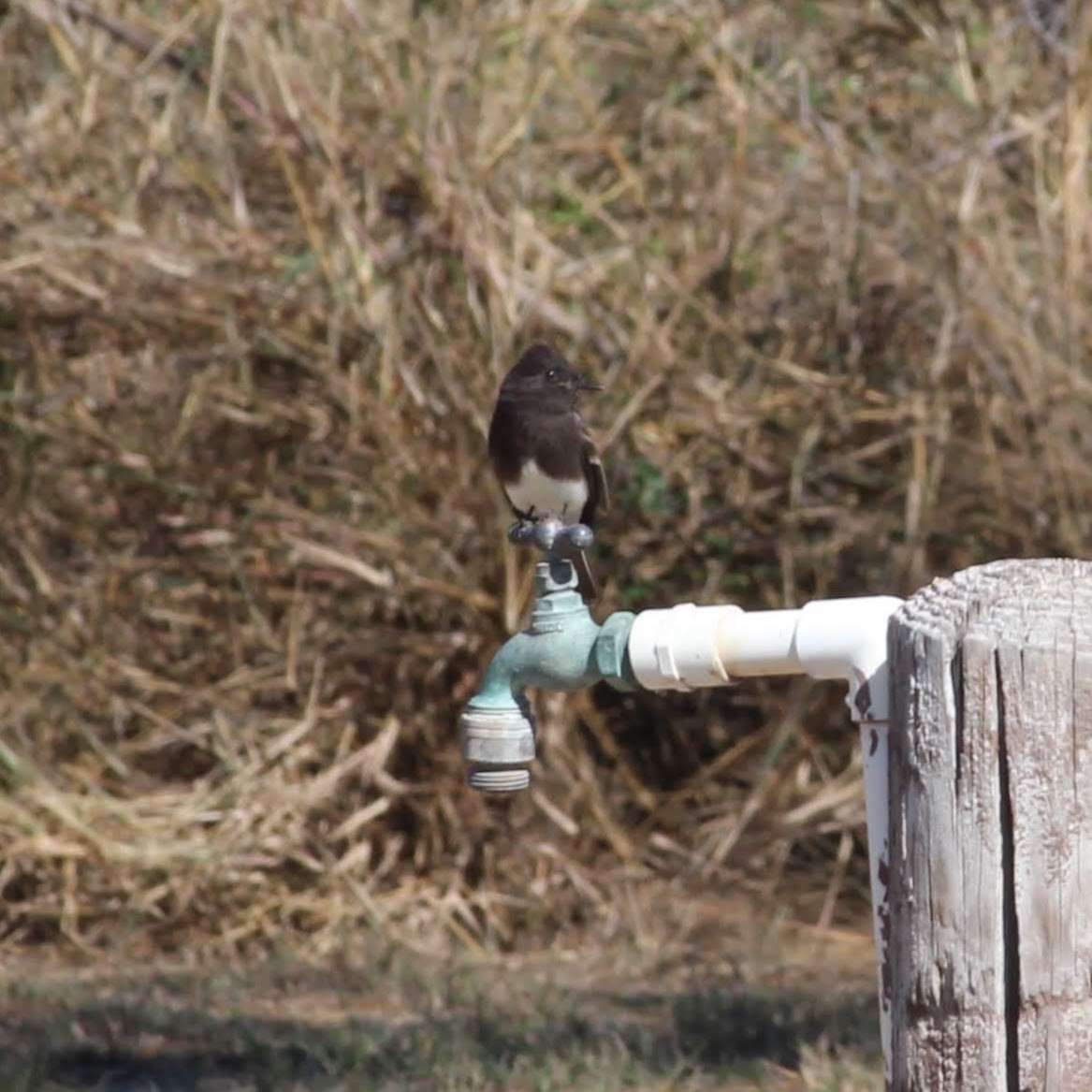 Black Phoebe - Wes Hatch