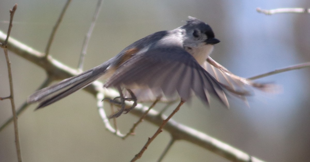 Tufted Titmouse - ML321886061