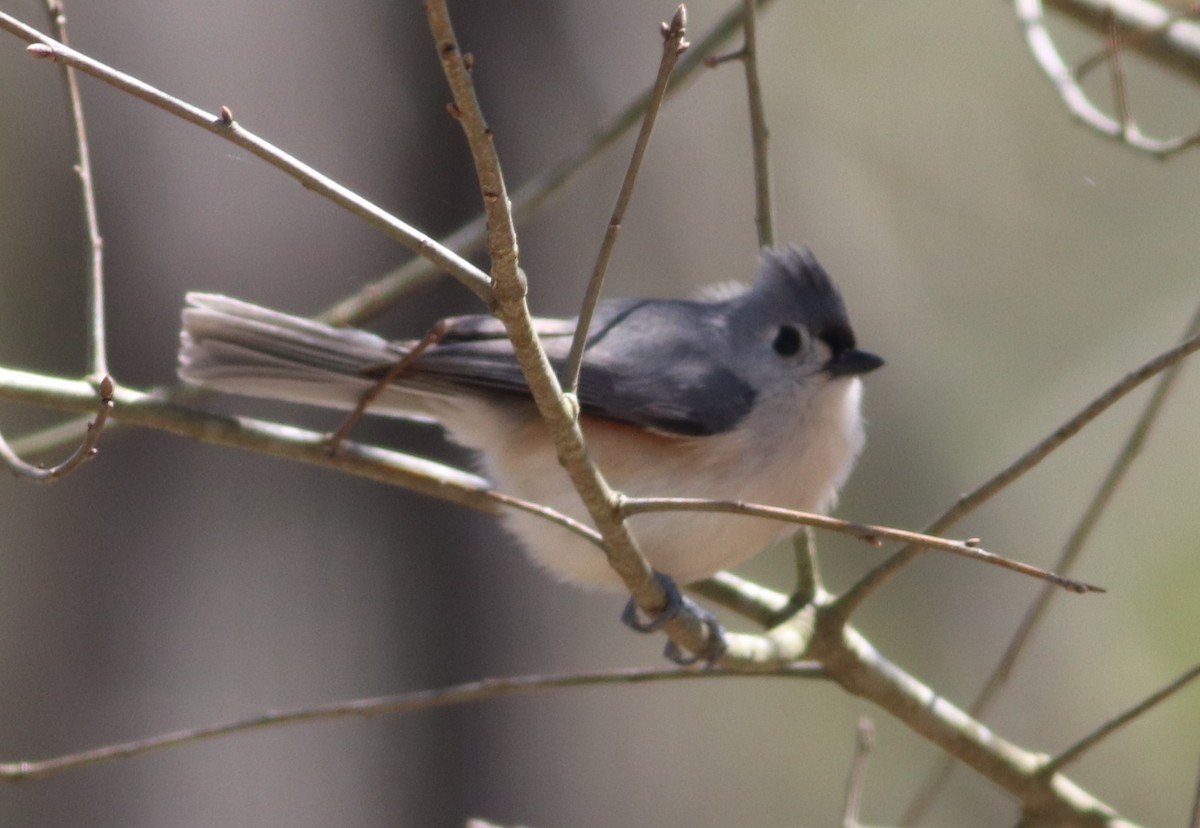 Tufted Titmouse - ML321886071