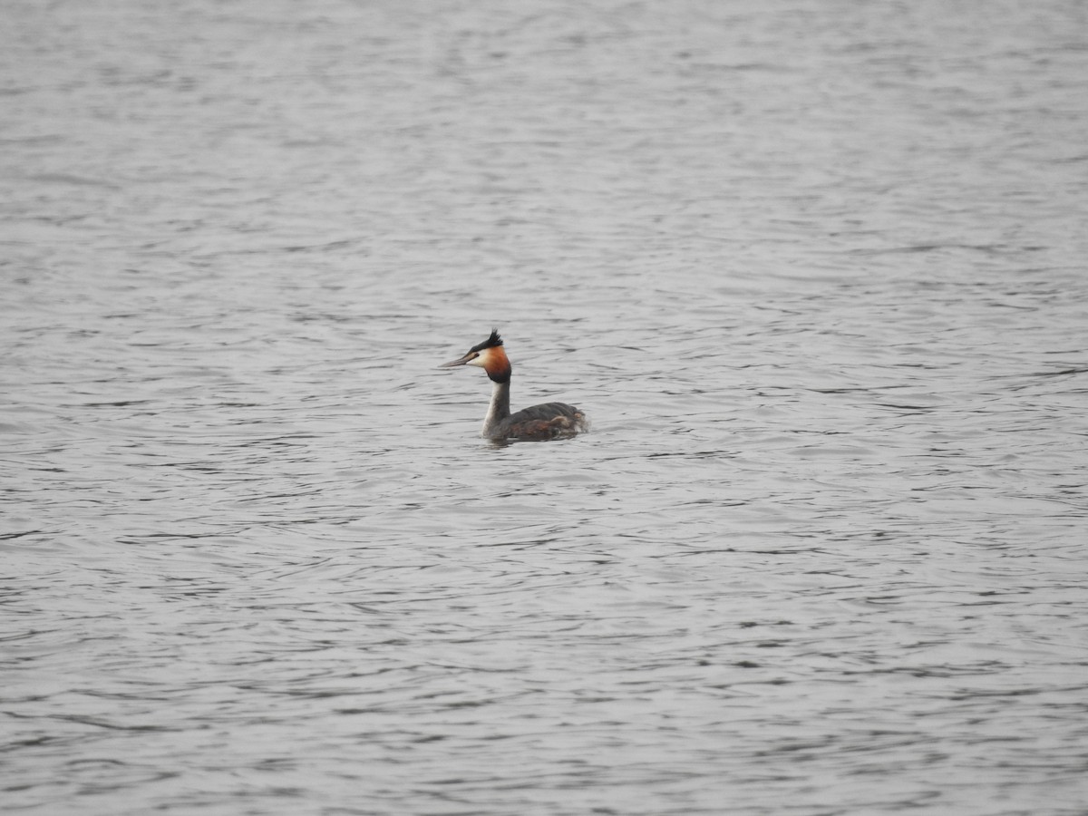Great Crested Grebe - ML321887651