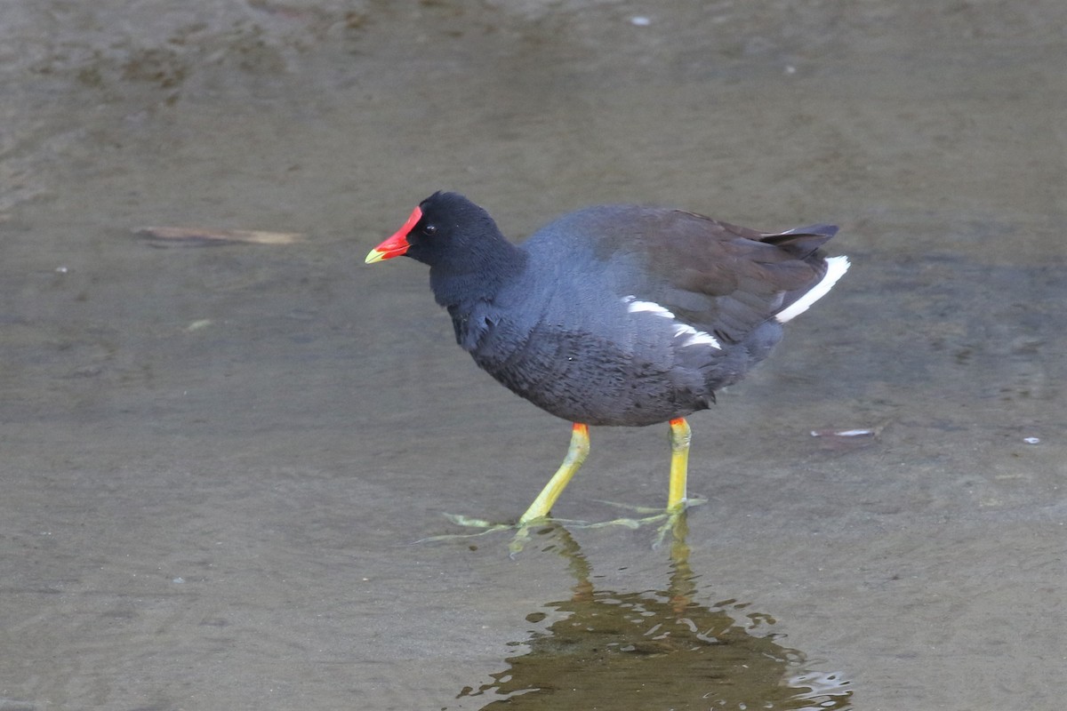 Gallinule d'Amérique - ML321887721