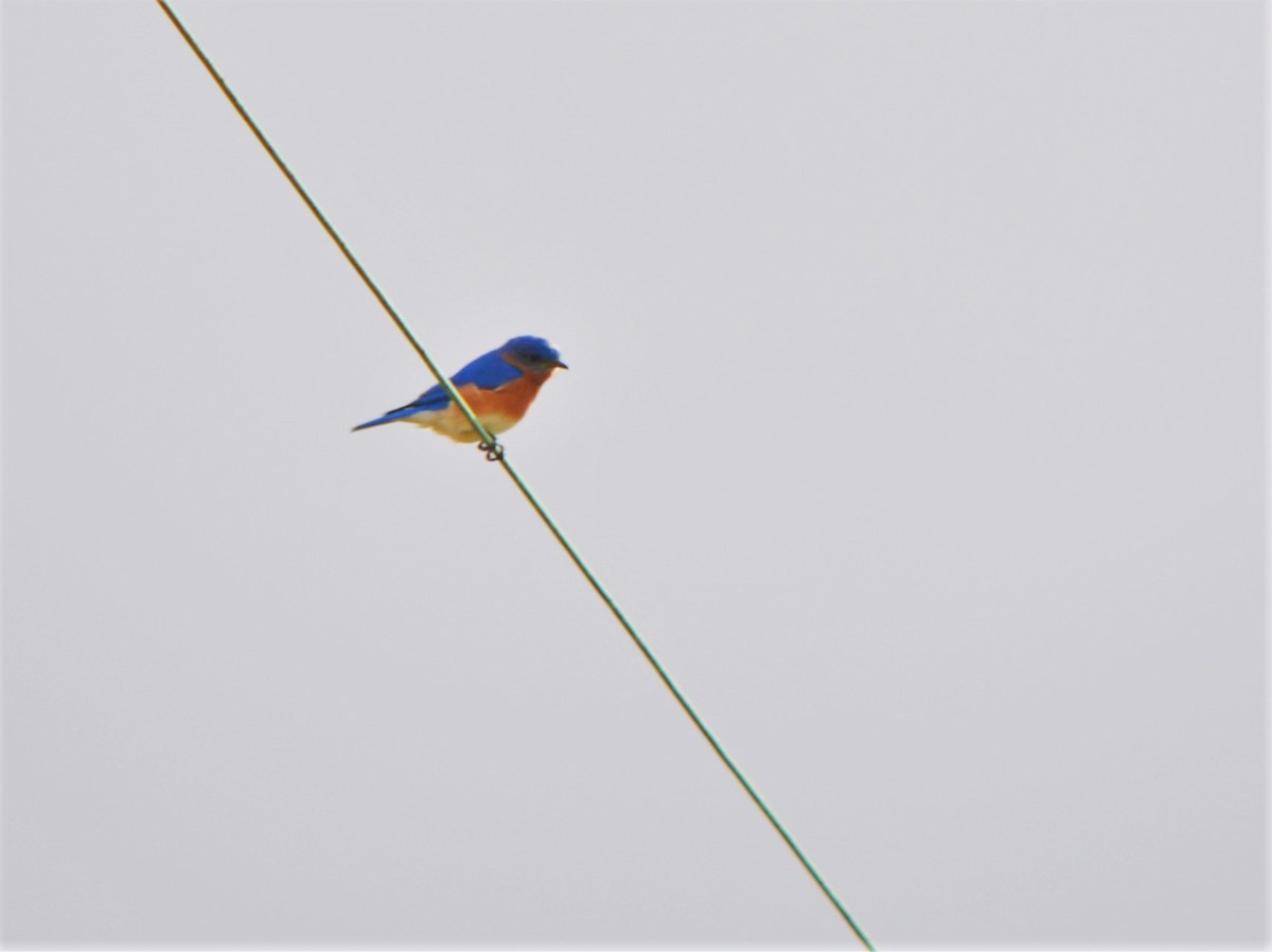 Eastern Bluebird - Sam Greene