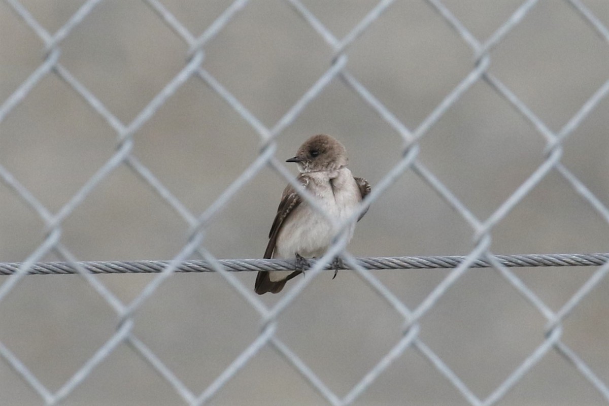 Northern Rough-winged Swallow - ML321887971