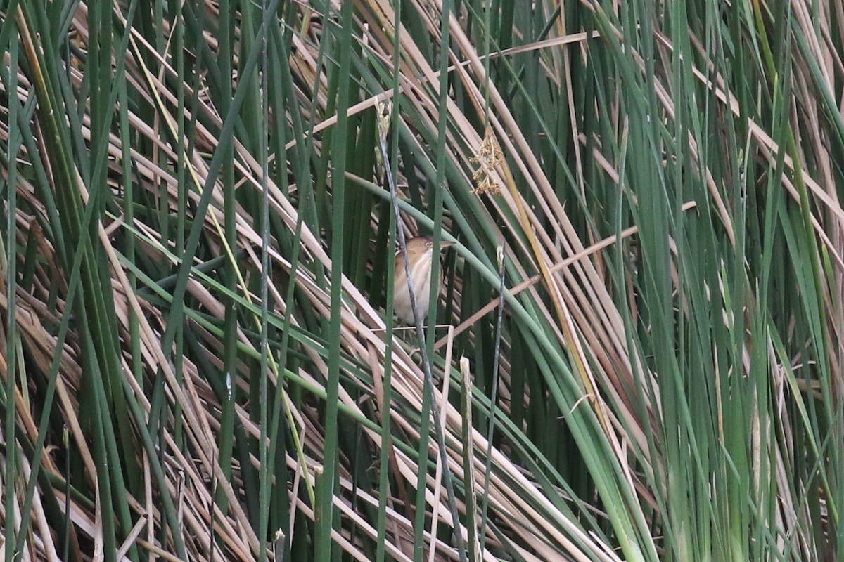 Least Bittern - ML321888051