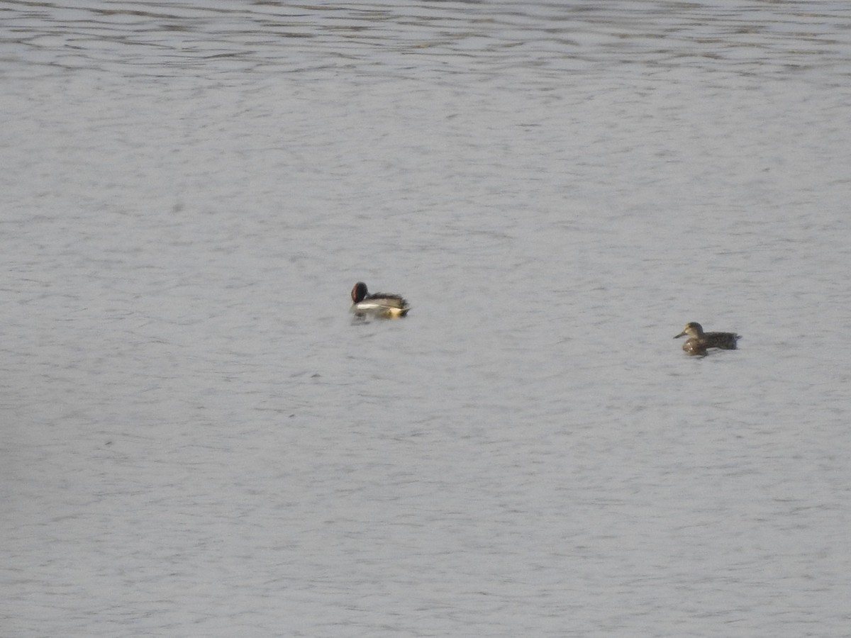 Green-winged Teal - ML321888141