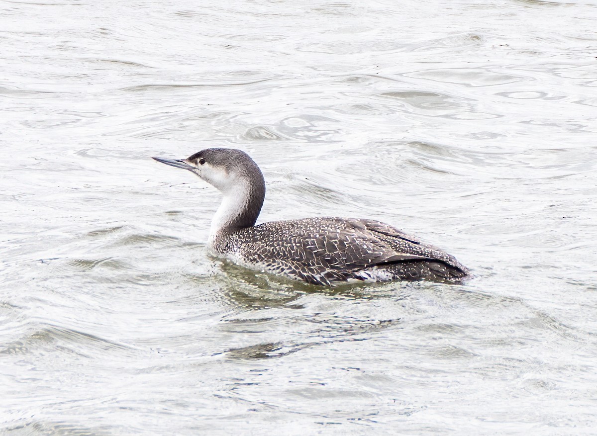 Red-throated Loon - ML321891091