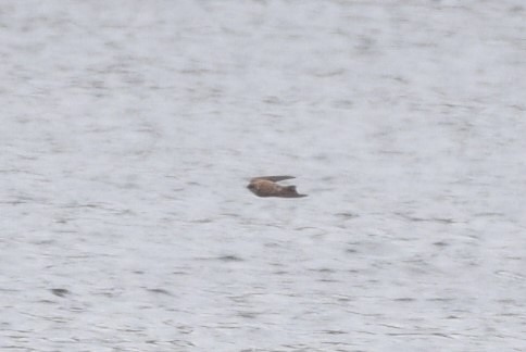 Golondrina Aserrada - ML321896551