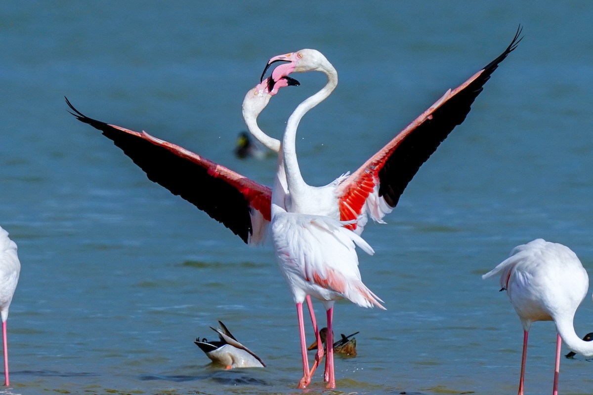 Greater Flamingo - jian ma