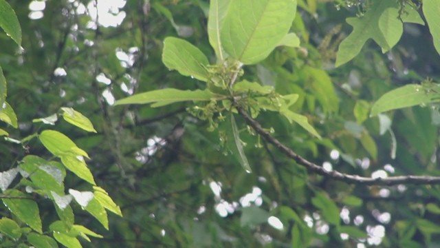 Colibrí de Burmeister - ML321898831