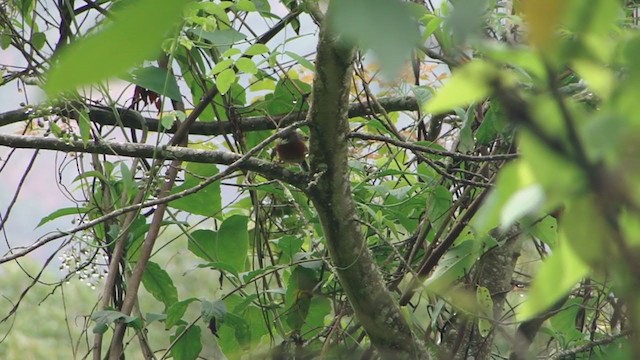 Rusty-browed Warbling Finch - ML321899281