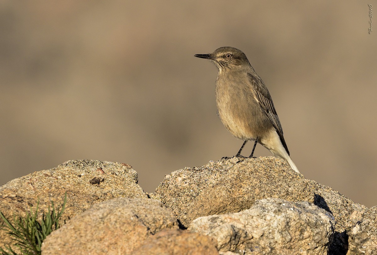 Black-billed Shrike-Tyrant - ML32189971