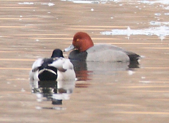 Redhead - ML321901851