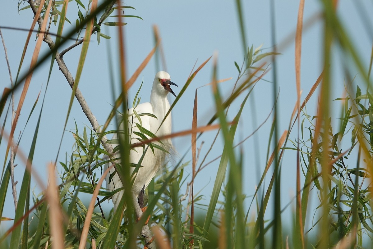 Snowy Egret - deborah grimes