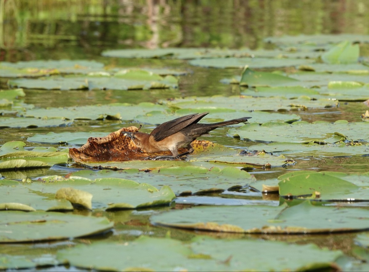 Boat-tailed Grackle - deborah grimes