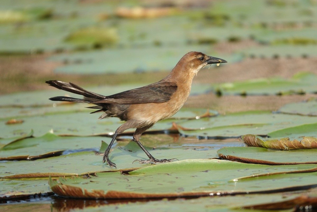 Boat-tailed Grackle - deborah grimes