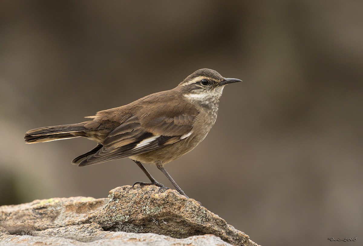 Olrog's Cinclodes - Evangelina Indelicato