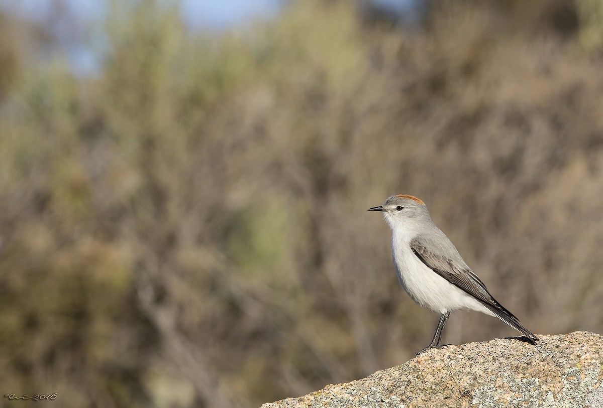 Rufous-naped Ground-Tyrant - ML32190671