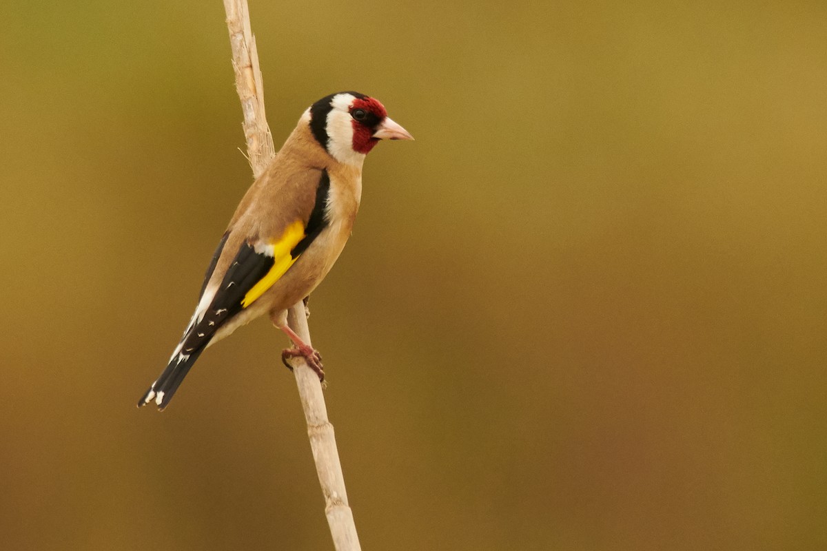 European Goldfinch - ML321909031