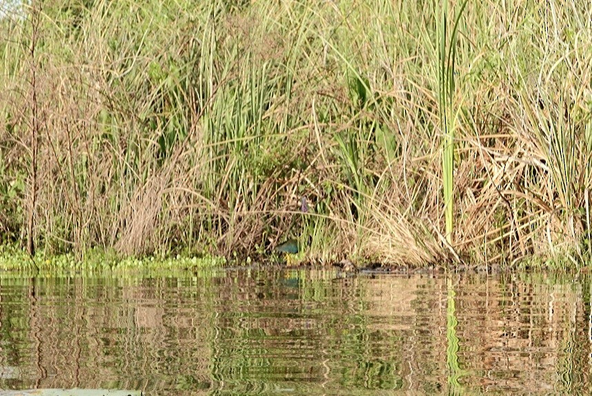 Purple Gallinule - ML321909781