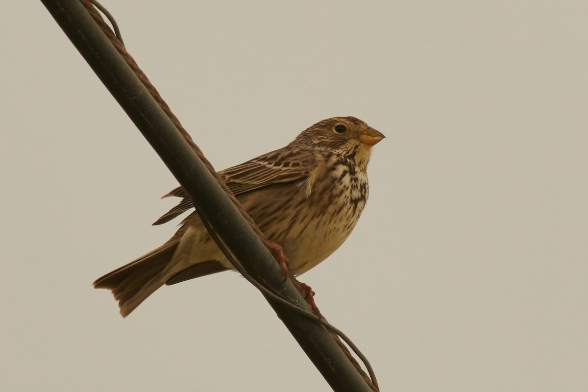 Corn Bunting - ML321910281