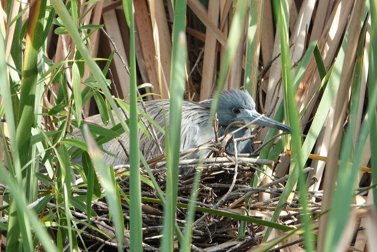 Tricolored Heron - deborah grimes