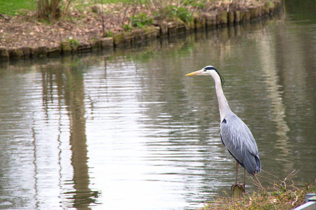 Хөх дэглий - ML321910851