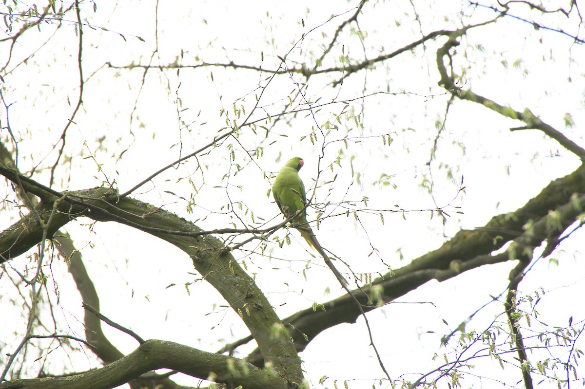 Rose-ringed Parakeet - ML321910951