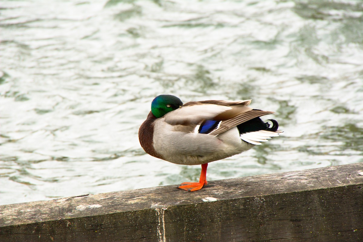 Зэрлэг нугас - ML321911771