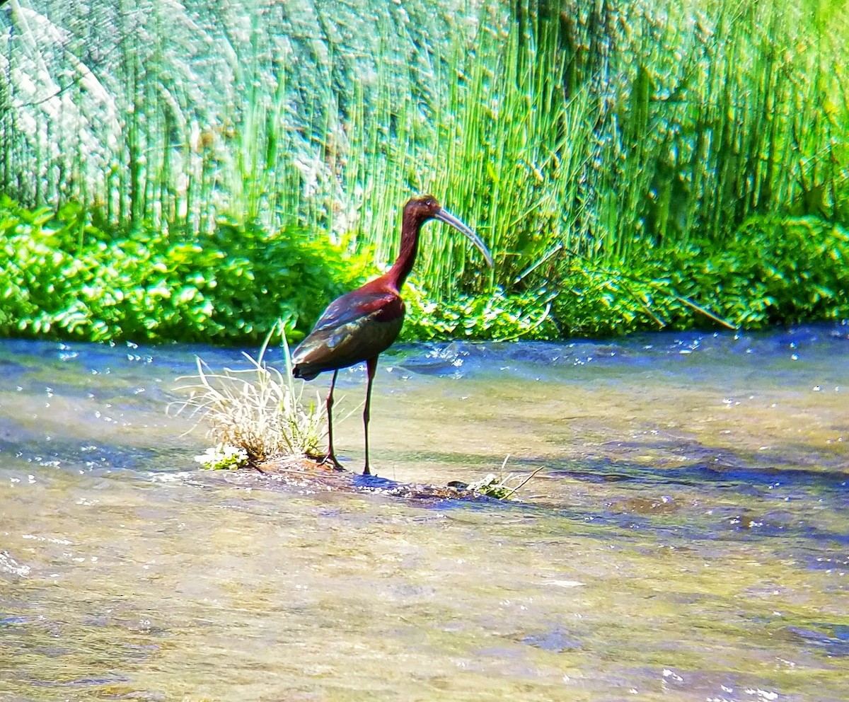 White-faced Ibis - ML321911921